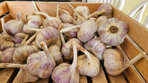 Quality seed Garlic